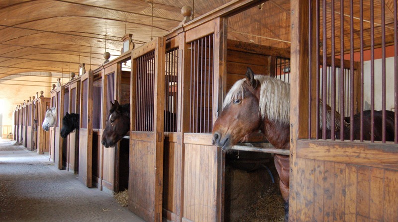 road trip en fourgon. Visite au haras de Tarbes.